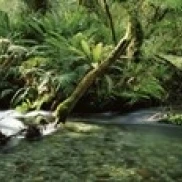 Разделите ручей течет через лес холлифорд река Fiordland национальный парк южный