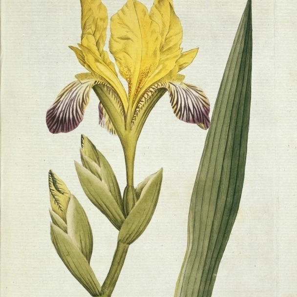 Ирис вариегата пестрая плакат печать Мэри Эванс музей естественной истории