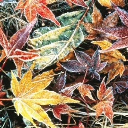 Close Up Fallen Maple Leaves постер печать панорамными изображениями (36x28) | Дом и сад