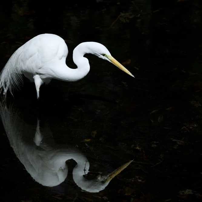 Флорида Эверглейдс Грейт Эгрет (Egretta Alba) Охота на мелководье. Постер (36x24)|Таблички