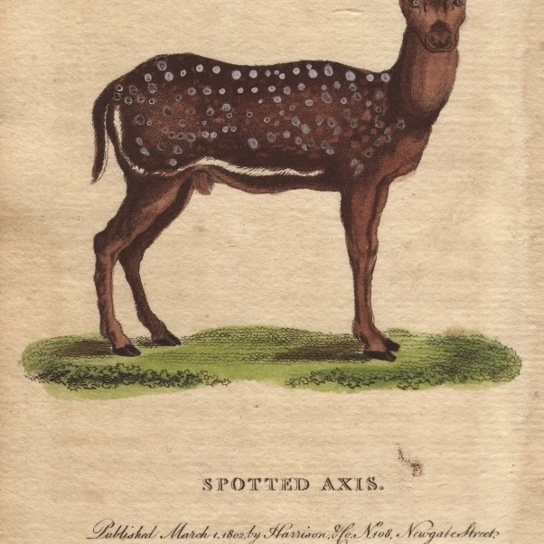 Пятнистый Axis Chital Cheetal пятнистый Deera плакат печать Florilegius Мэри Эванс (18X24)|Таблички и