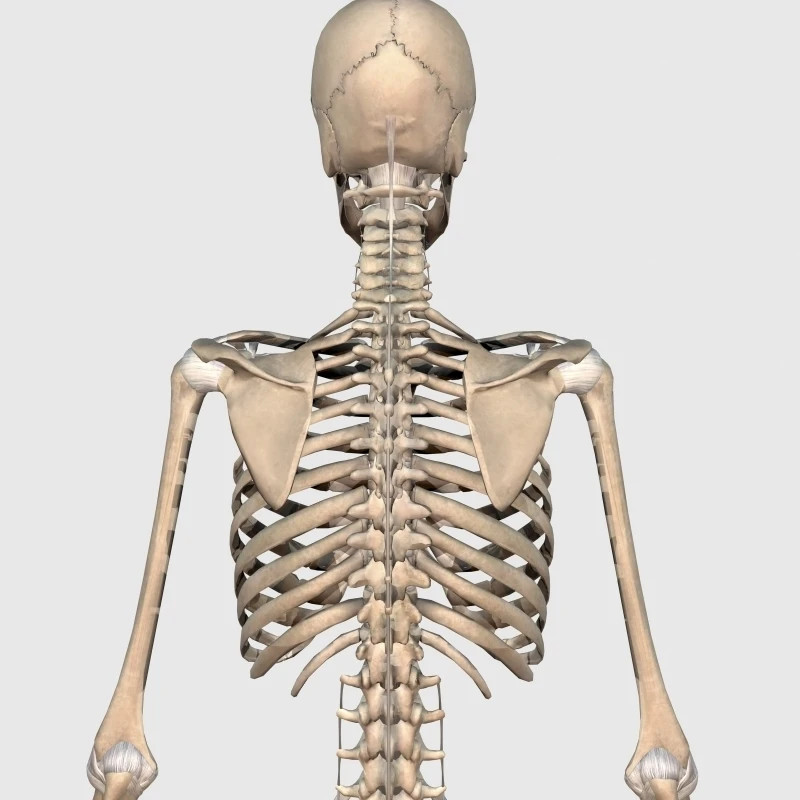 Вид сзади системы скелет человека показ верхней задней плакат печать