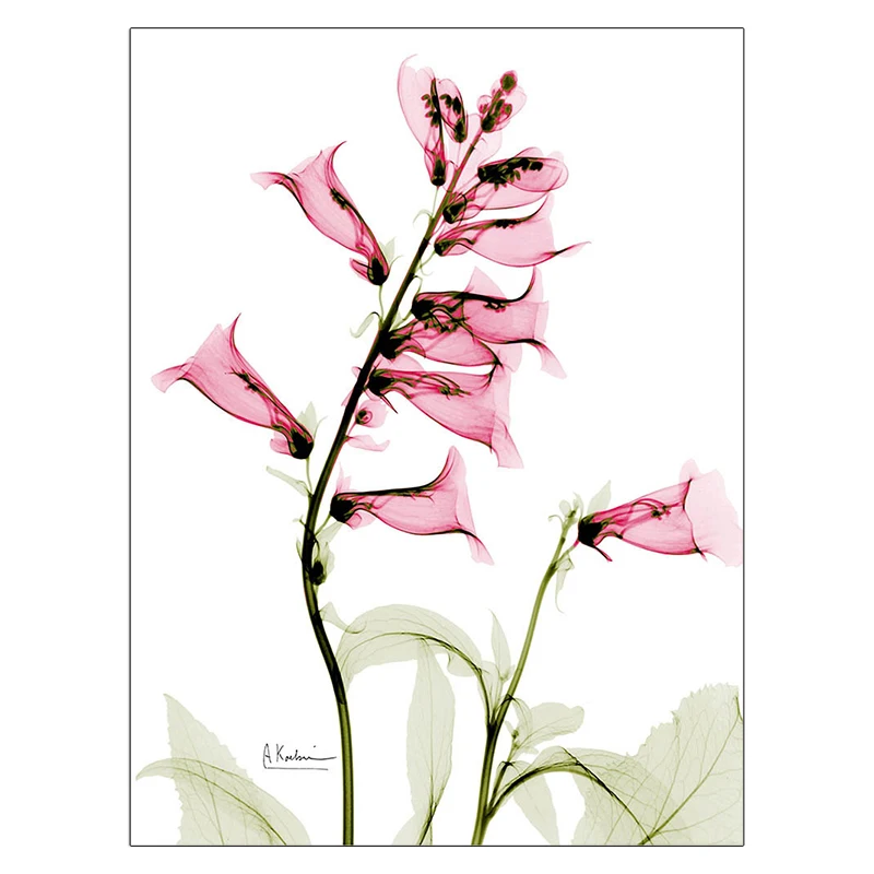 Красивые цветочные принты цветы акварельная живопись абстрактная ботаническая