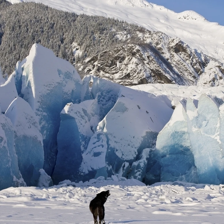 Воющий в зимний день черный волк вызывает пакет на лицо ледника Mendenhall Tongass лес