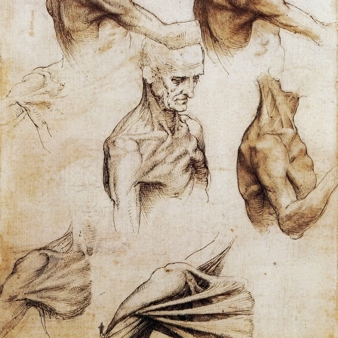 Da Vinci анатомический чертежи плакат печать по науке источник (24x36)|Таблички и знаки|