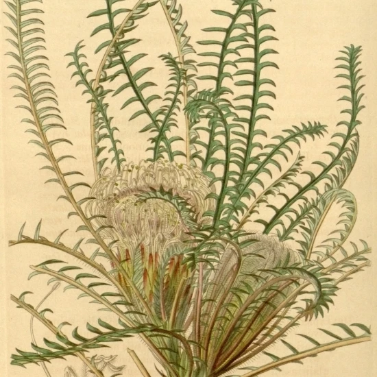 Ботанический принт Dryandra Arctotidis Poster Print (36x54)|Таблички и знаки| |