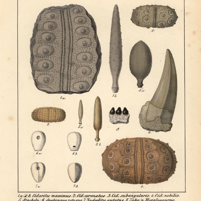 Окаменелости вымерших Cidarites Spalangus Nudeolitusa плакат печать Florilegius Мэри Эванс (18X24) |