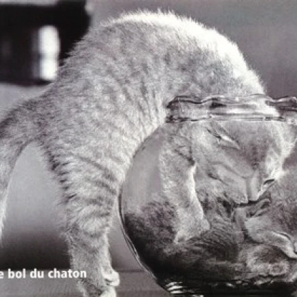 Le Bol Du Chaton Poster Print (10 x 8) | Дом и сад