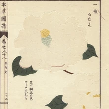 Белый японская Камелия Shirotahe ТЕА Japonicaa плакат печать Florilegius Мэри