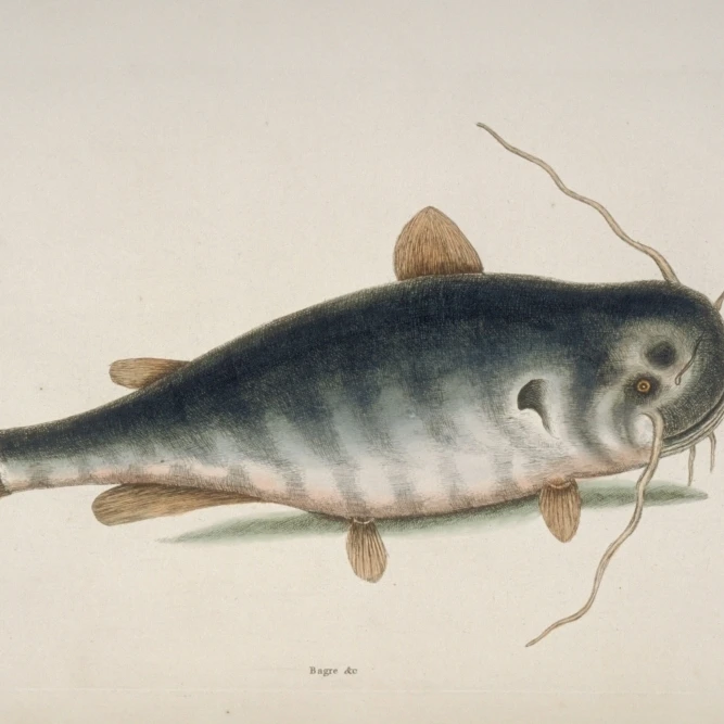 Печать постеров Ictalurus Punctatus River Catfish Mary Evans Natural history Museum (36X24)|Таблички и знаки| |
