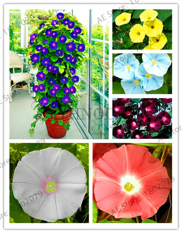Новинка 2018!50 шт./пакет висит Петуния смешанные floresling семена редкой петунии