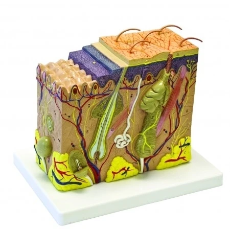 Vision Scientific VAK425 Human Skin Model |