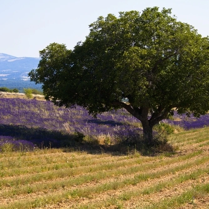 Цветущее поле лаванды (Lavandula узколистный) с горами на фоне воклюз Прованс Франция