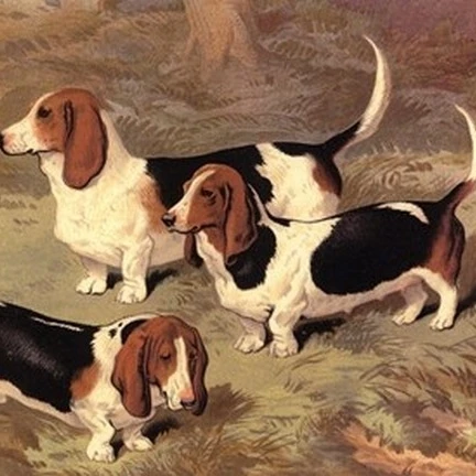 Basset Hounds постер печать Vero Shaw (13x10)|Таблички и знаки| |