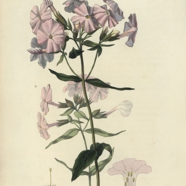 Бледный Lychnidea Phlox Carnea плакат печать Florilegius Мэри Эванс (24X36)|Таблички и знаки| |