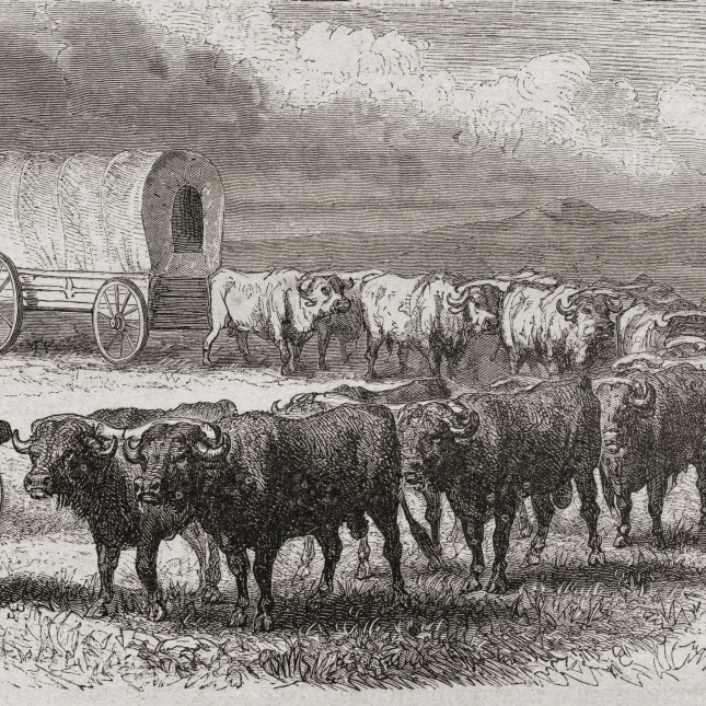 Вождение быков через Великие равнины Америки в 1867 году. От El Mundo En La