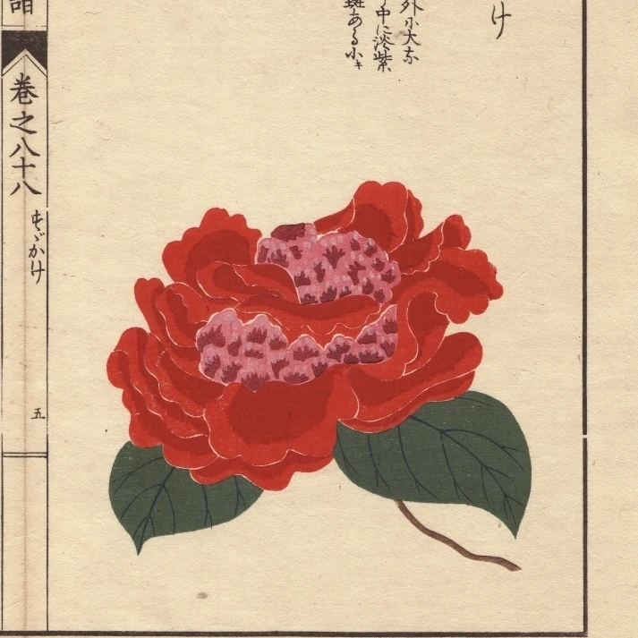 Малиновый Камелия Susukage Thea Japonica Noisa плакат печать Florilegius Мэри Эванс (24X36)|Таблички и