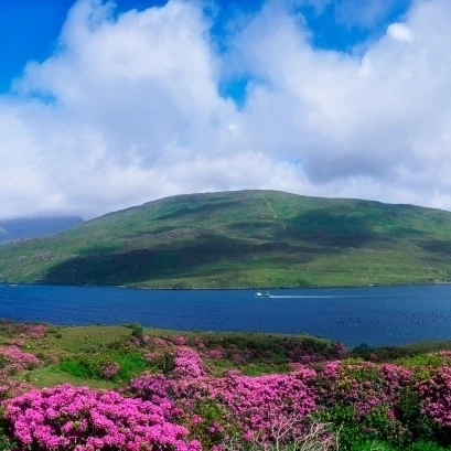 Killary Harbour графство Голуэй Ирландия Scenic с Wildflowers плакат печать (44x18)|Таблички и