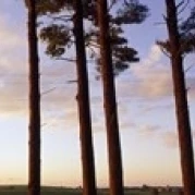 Низкий угол вид сосны Айова округа Висконсин США плакат печать (18x6)|Таблички и