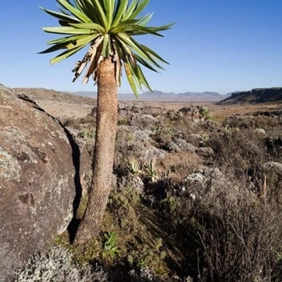Giant Loebelia Bale Mountains Ethiopia постер печать Мартина цвика (18x24)|Таблички и знаки| |
