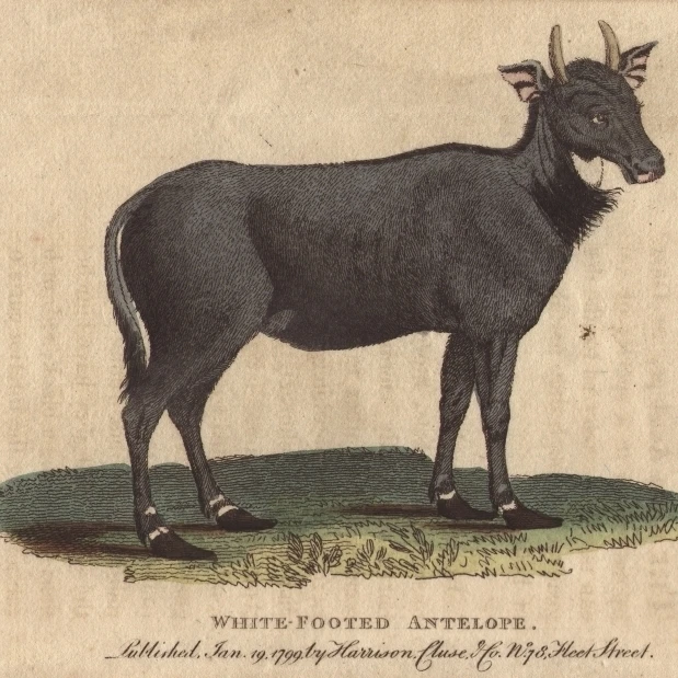 Белый Footed Antelope Nylghau или Nilgai Boselaphusa плакат печать Florilegius Мэри Эванс (24X18)|Таблички и