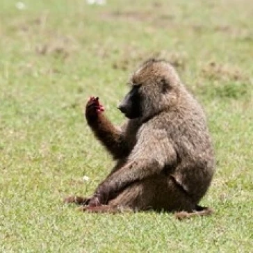 Оливковый Бабуин папио Анубис Масаи Мара Кения. Постер от Sergio Pitamitz (35x23)|Таблички и