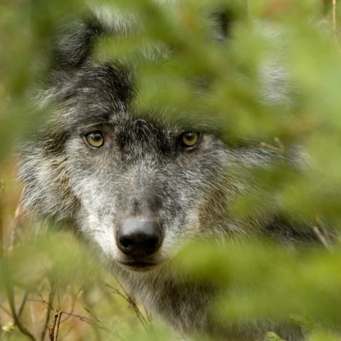 Серый Волк снаружи Золотой Британская Колумбия плакат печать (34x22)|Таблички и
