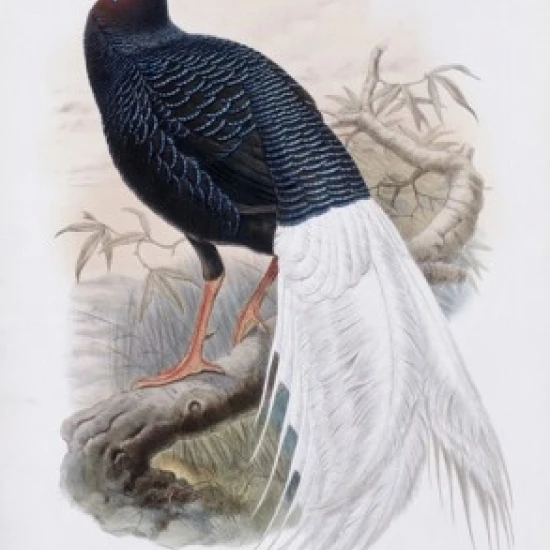 Фазан Bulwer's John Gould (1804 1881 British) литограф плакат печать (18x24)|Таблички и знаки| |
