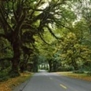 Дорога проходящая через тропический лес Hoh rainforest Olympic Peninsula Washington State USA Poster Print (18x6)