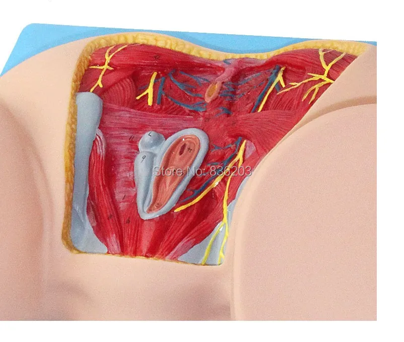 Натуральный размер человеческий женский таз сосуды мышцы нервы искусственные