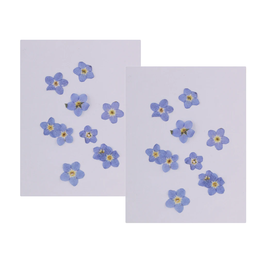 20 штук прессованные натуральные сухие цветы Незабудка для рукоделия Скрапбукинг