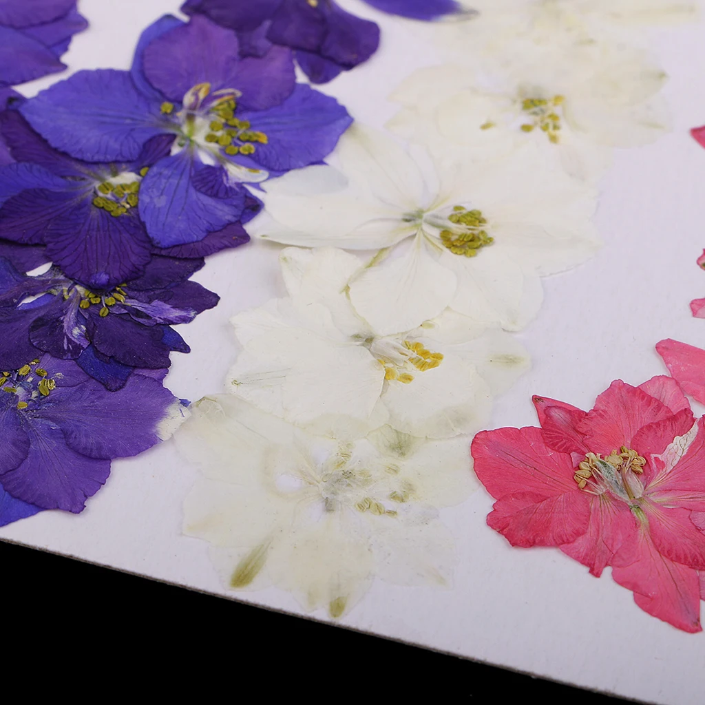 20 шт. прессованные цветы из натурального Delphinium сушеные для изготовления