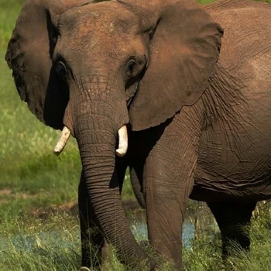 Слон Hwange NP Зимбабве Африка плакат печать Дэвида стены (24x35)|Таблички и знаки| |