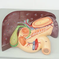 cameo type human liver and duodenum anatomy model medical teaching visceral specimen teaching resources
