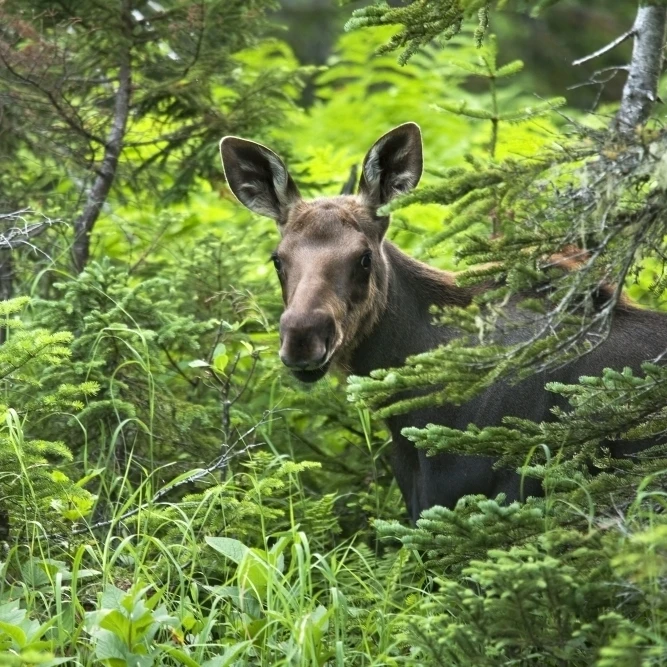 Moose. Two Month Old Moose Standing In A Forested Area. Alces Alces. Gaspesie | Дом и сад