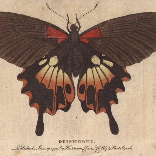 Большой Павлин моль Saturnia Pyri A Native Of Africa плакат печать Florilegius Mary Evans (36X24)|Таблички и