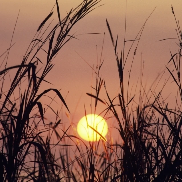 Закат Красочный Фиолетовый небо и Солнечный Шар силуэт траву на переднем плане.