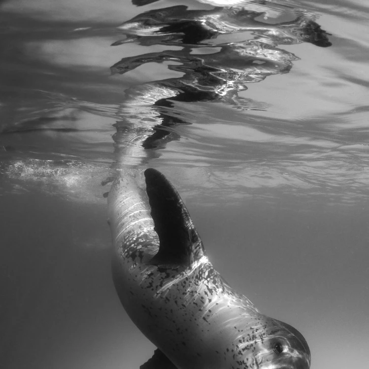 Полный вид на тело леопардовой печати Astrolabe остров Антарктида плакат печать (24x33) |