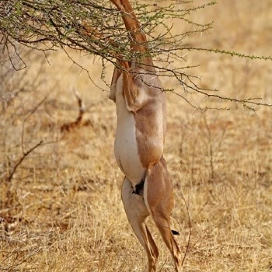 Gerenuk antelope Samburu Game Reserve Kenya постер печать Адама Джонса (23x35) | Дом и сад
