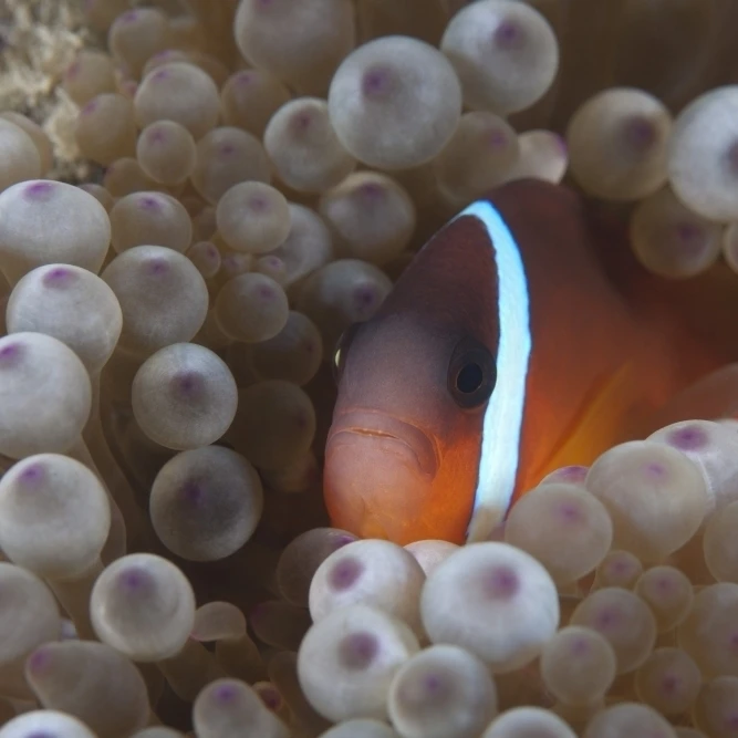Помидор клоун в своем хост anenome Fiji плакат печать (34x22)|Таблички и знаки| |
