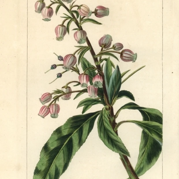 Canary Madrone или Strawberry Tree Arbutus Canariensis плакат печать Florilegius Mary Evans (24X36)|Таблички и знаки| |