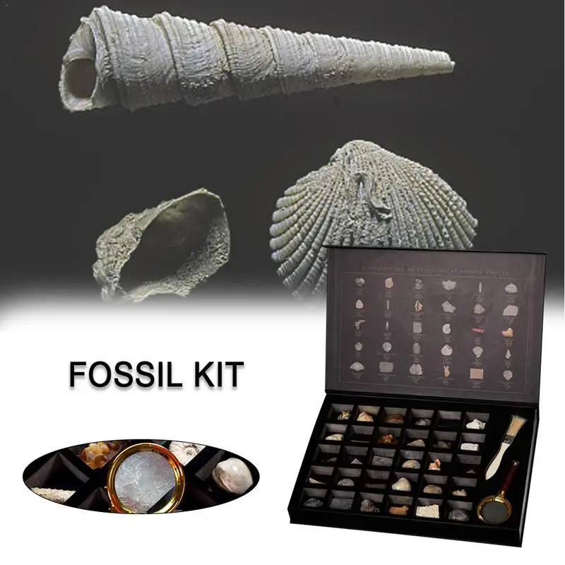 32 шт. Fossil набор включает 30 шт. натуральный Палеонтологический ископаемый образец коллекции
