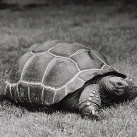 Гигантская черепаха в поле плакат печать (24x36) | Дом и сад