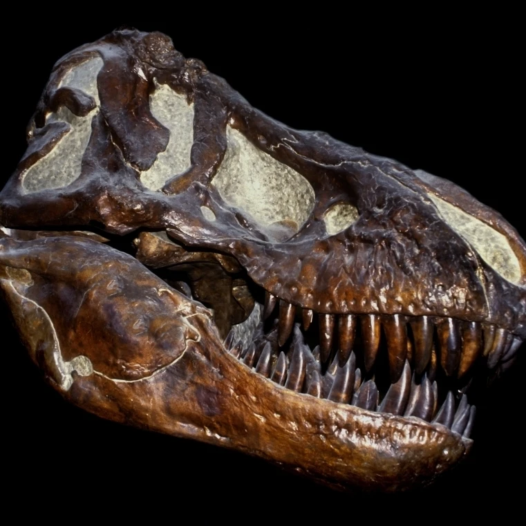 Подлинный окаменевший череп T. Rex плакат печать (32x24)|Таблички и знаки| |