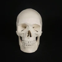 natural life size human skull model high simulation anatomical flexible for medical art painting teaching resources