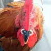 Изображение товара 1