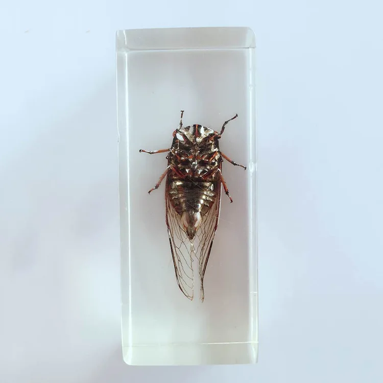 Biological Insect Specimens Real Cicadas Specimen Models Creative Resin Craftwork Cicadas Appearance Anatomy Teaching Aids