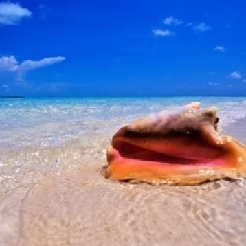 Conch at Water's Edge Pristine Beach on Out Island Багамские Острова плакат печать Грег Джонстон