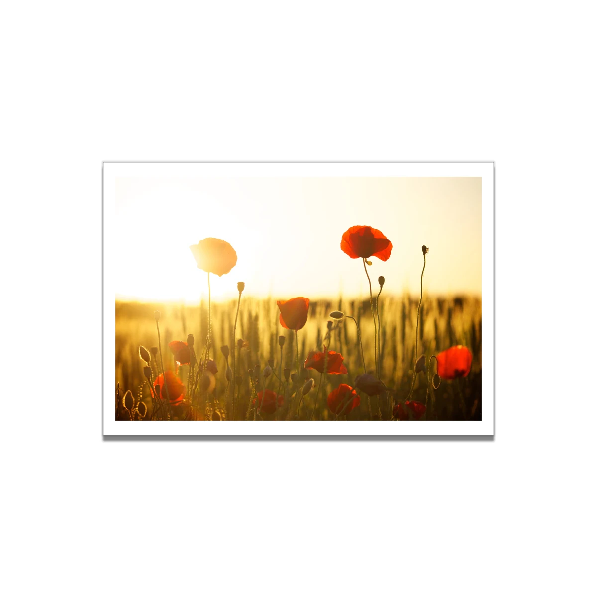 Poppy Flower холст Художественная живопись постер гостиная картина настенный