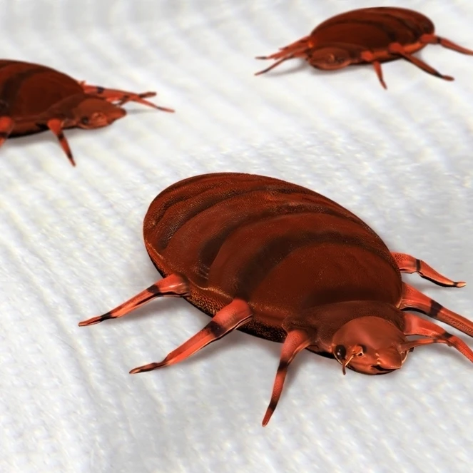 Bed Bugs Poster Print by Spencer SuttonScience Source (36 x 24) | Дом и сад